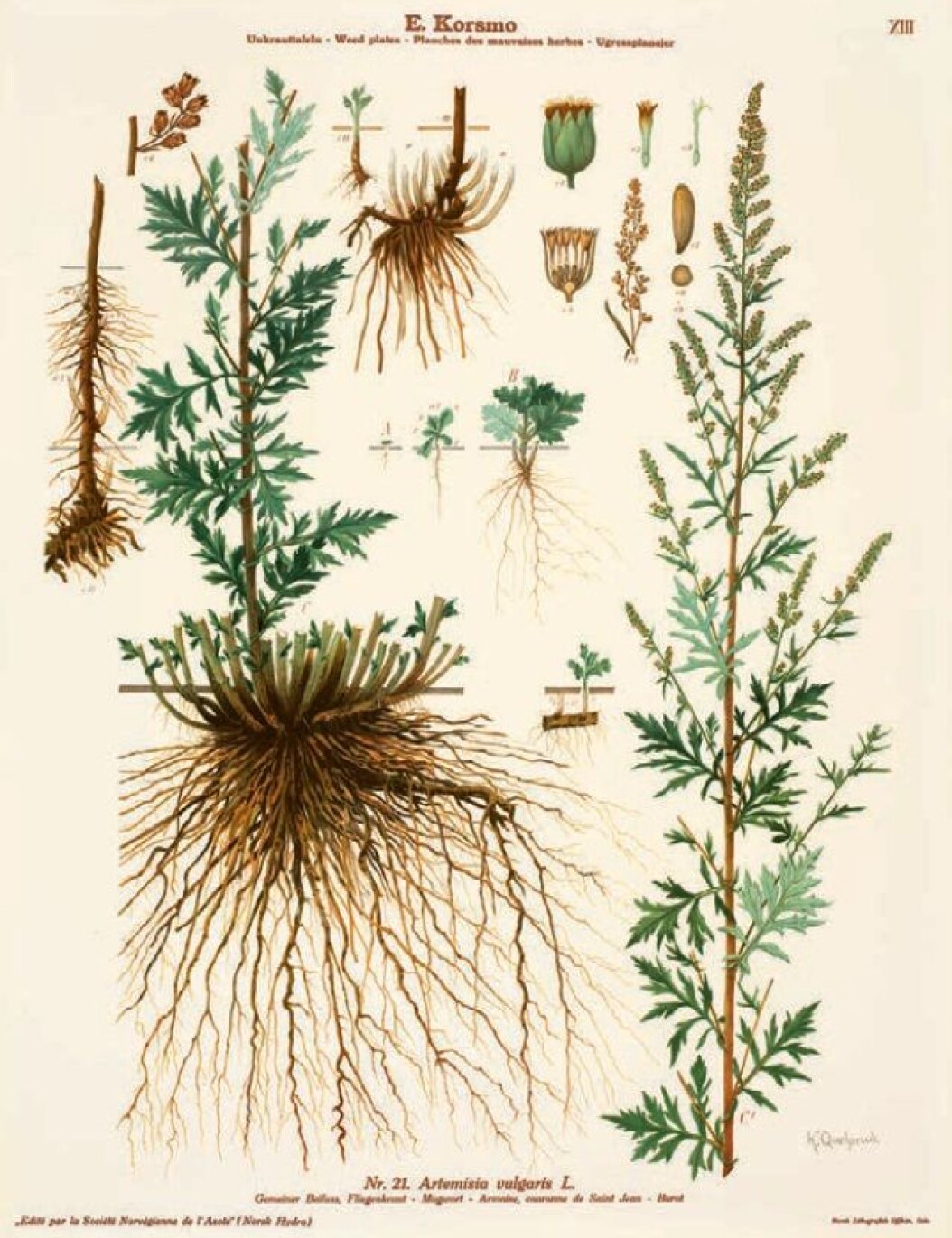 Common mugwort was also used medicinally and was considered a magic herb in several black magic books, writes Borgen. Common mugwort was also used medicinally and was considered a magic herb in several black magic books, writes Borgen.