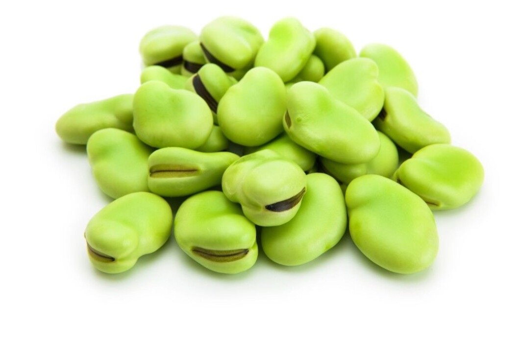 Fava beans, also known as faba beans, field beans, horse beans and broad beans. Fava beans, also known as faba beans, field beans, horse beans and broad beans.