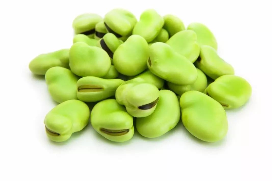 Fava beans, also known as faba beans, field beans, horse beans and broad beans.