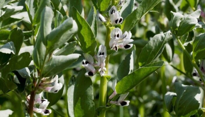 Fava beans grown in Ås, Viken County. Fava beans grown in Ås, Viken County.