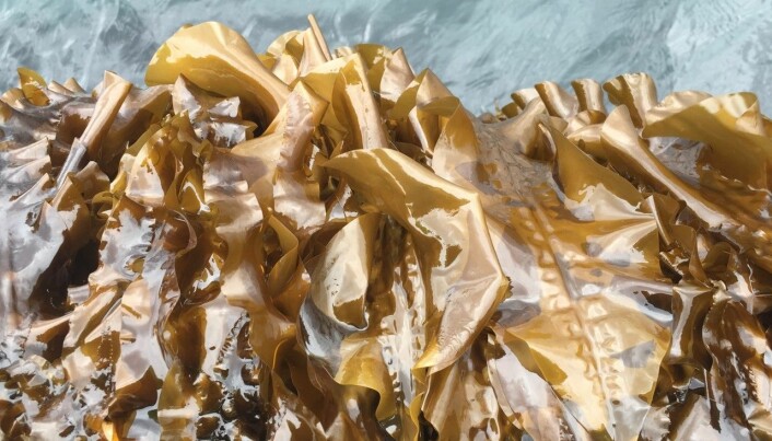 Seaweed could be a substitute for soya and oil based products