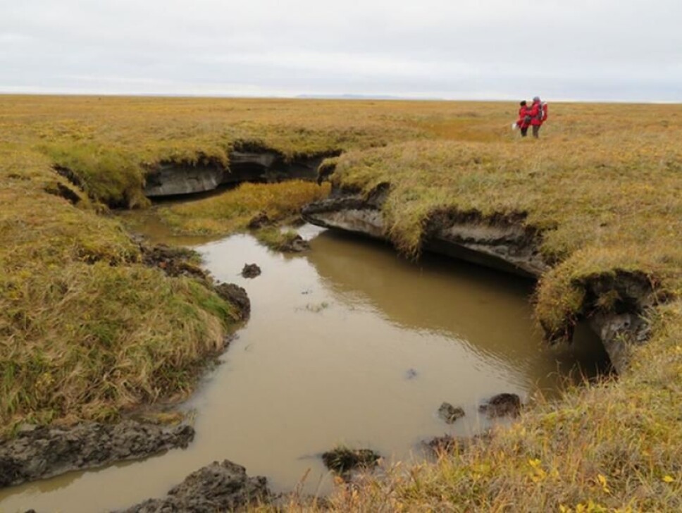 A thermokarst pond in Siberia. Massive ground ice layers are visible under the vegetation. When they melt, the surface can collapse into depressions. According to the new study, such processes could dominate the landscape in the future.