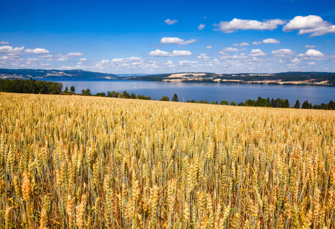 Just under half of all food consumed in Norway is produced beyond its borders. Just under half of all food consumed in Norway is produced beyond its borders.