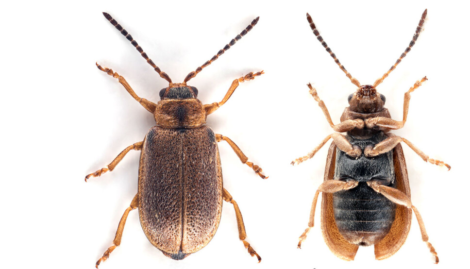 Beetle X, which was eventually incorporated into the world's biodiversity register.