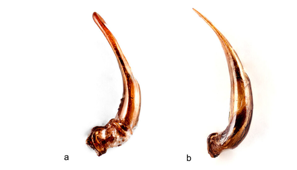 Blunt or pointed? Nature is smart: The purpose of the difference is to prevent related species from mating with each other.