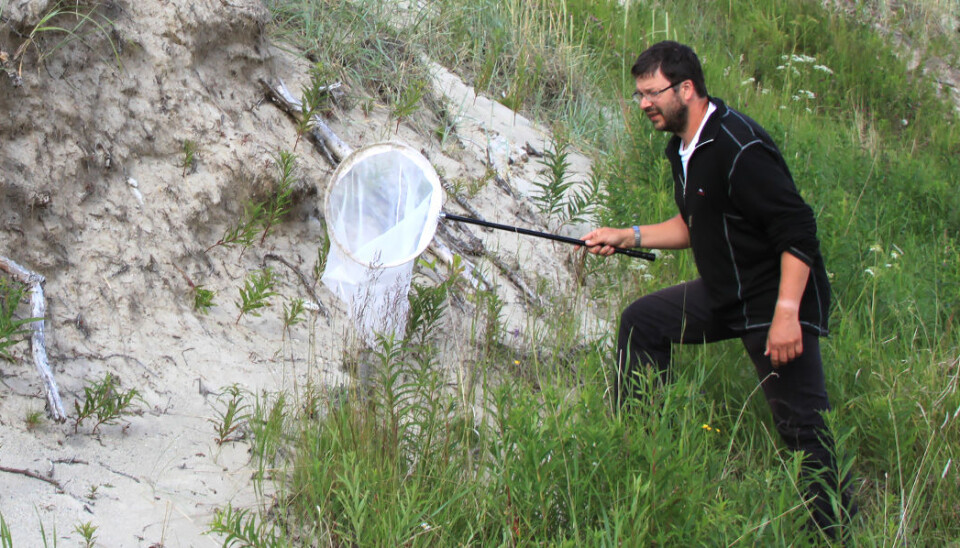 Being a bug researcher can require the patience of a saint. What kind of plant does this possible new species thrive best on?