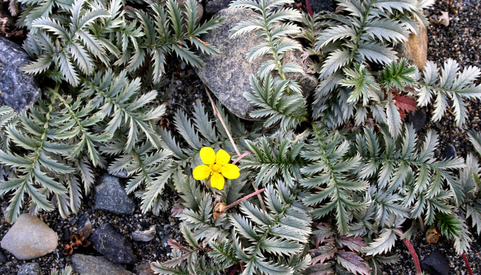 Silverweed (Potentilla anserina) – the plant that proved to be the host plant for the new species of beetle.