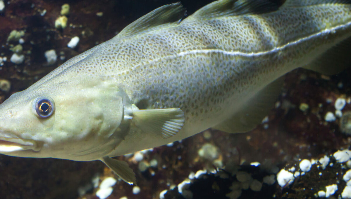 Atlantic Cod Fish Skin Pattern Traces of skin lotion found in Atlantic cod
