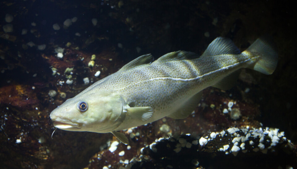 In Europe alone, siloxane emissions are estimated at about 20 kilotons per year. Some of it evidently turns up in the Atlantic cod.