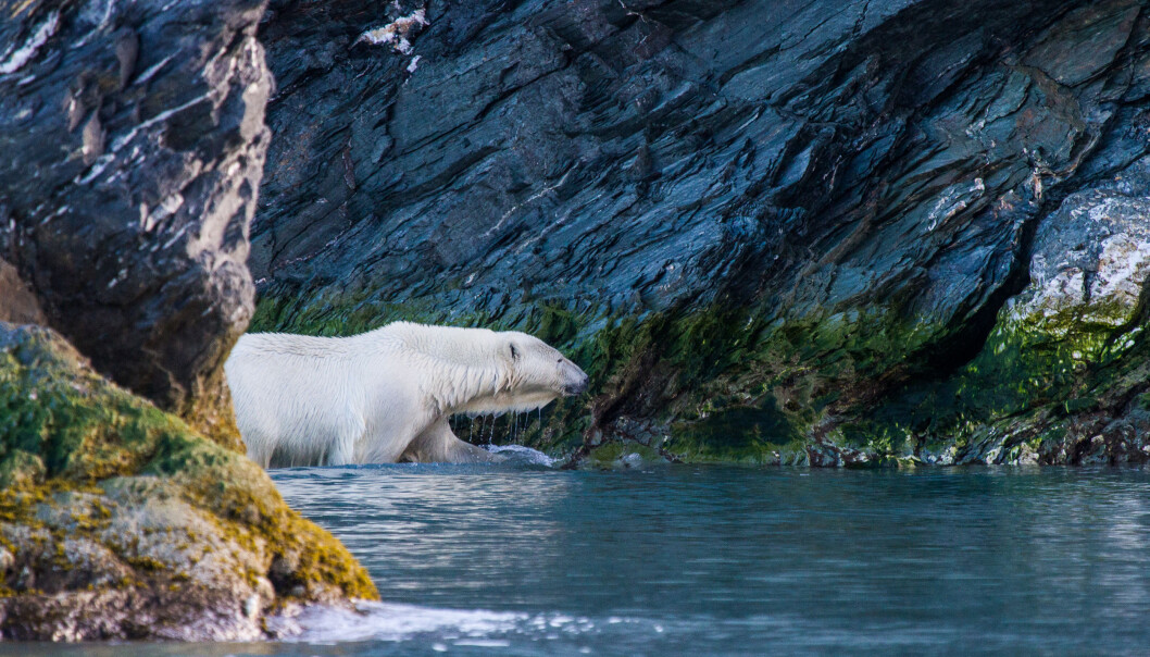 High levels of pollutants in polar bears from the Barents Sea what