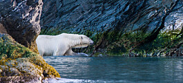 High levels of pollutants in polar bears from the Barents Sea – what are the reasons behind?