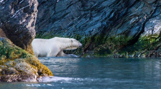 High levels of pollutants in polar bears from the Barents Sea – what are the reasons behind? High levels of pollutants in polar bears from the Barents Sea – what are the reasons behind?