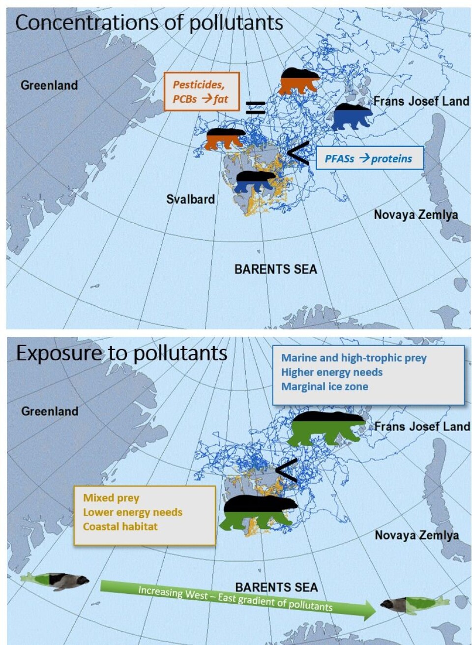 High levels of pollutants in polar bears from the Barents Sea – what are the reasons behind?