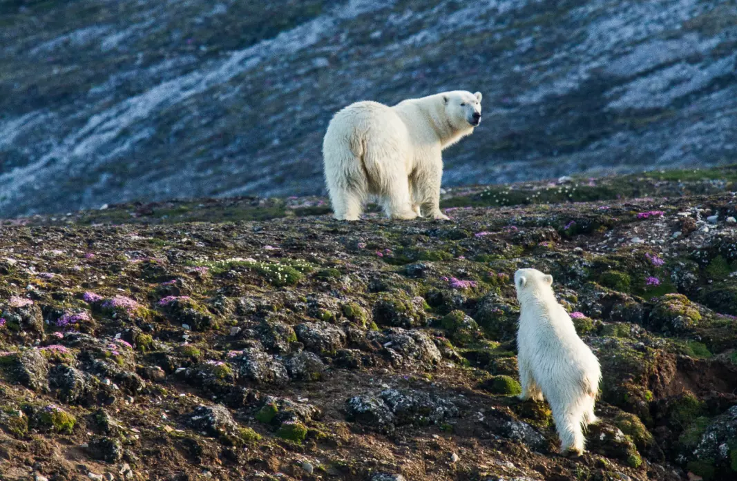 A female polar bear and her cub. Since she was observed in summer in Kongsfjorden, on the west coast of Spitsbergen, she is probably a coastal bear.