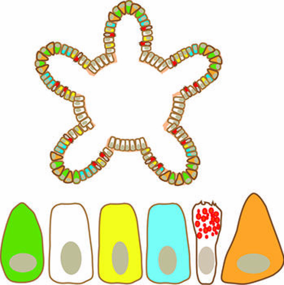 Colon organoids contain stem cells (green), as well as the other cell types the colon is made up of: enterocytes (white), enteroendocrine cells (yellow), trans-amplifying cells (blue), goblet cells (with red granules) and paneth cells (orange).