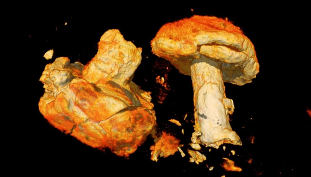 No, not mushrooms! This is a CT-scan of a couple iron rivets which once held the planks in place along the sides of the Gjellestad ship. No, not mushrooms! This is a CT-scan of a couple iron rivets which once held the planks in place along the sides of the Gjellestad ship.