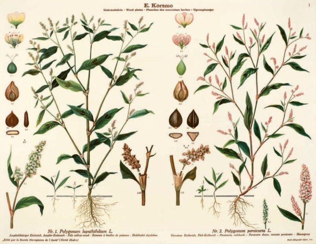 The illustrations show a total of 138 species on 90 wall charts. The illustrations show a total of 138 species on 90 wall charts.