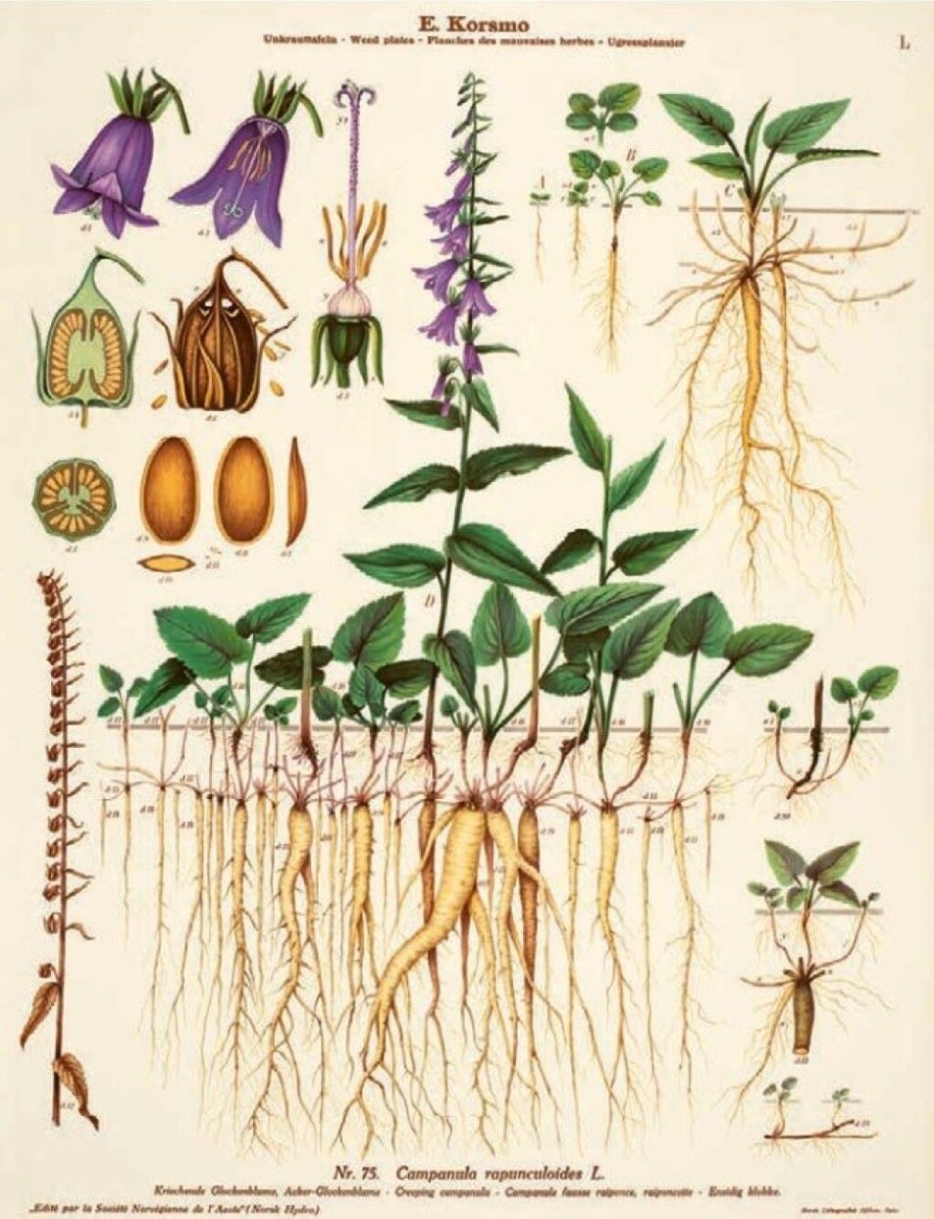 If creeping bellflower takes root in your garden, it is almost impossible to get rid of, writes Borgen. If creeping bellflower takes root in your garden, it is almost impossible to get rid of, writes Borgen.