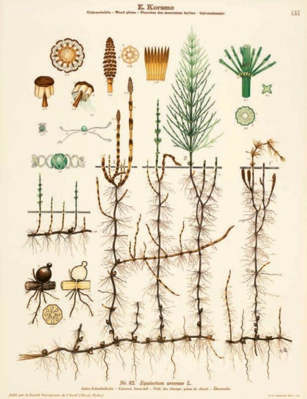 It’s not easy to dig up the whole root if you’re trying to eradicate horsetail. It’s not easy to dig up the whole root if you’re trying to eradicate horsetail.