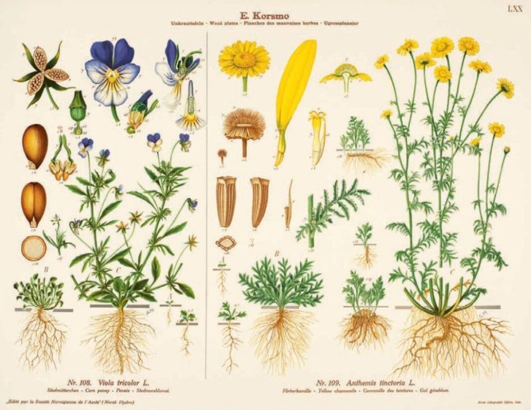 Korsmo considered the pansy a weed. It is popular as an ornamental plant. All parts of the plant are edible. It is also called Nordic vanilla, and the vanilla flavour can be extracted by adding the stems to liquid. Korsmo considered the pansy a weed. It is popular as an ornamental plant. All parts of the plant are edible. It is also called Nordic vanilla, and the vanilla flavour can be extracted by adding the stems to liquid.