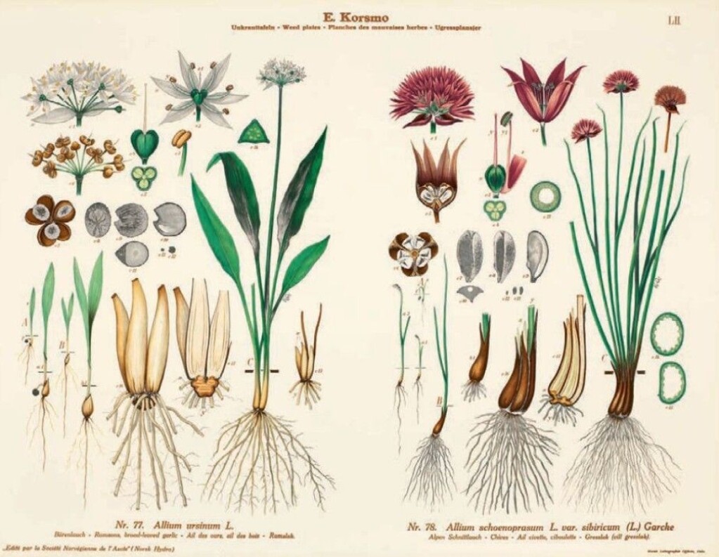Wild garlic or bear’s garlic smells and tastes of garlic, and is great to use in food. Throughout history it has also been used medically. Wild garlic or bear’s garlic smells and tastes of garlic, and is great to use in food. Throughout history it has also been used medically.