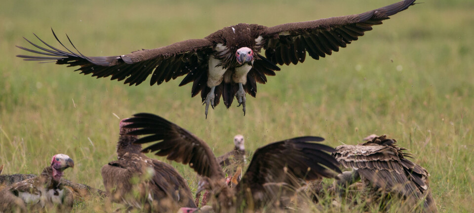 Vultures use hearing, not just vision, when looking for food