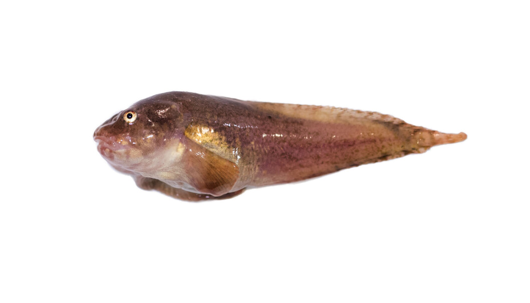 Liparis bathyarcticus, the nebulous (or Arctic) snailfish is a fish species that is found around the Arctic, but not in the warmer part of the Barents Sea or northern Norway. Like many true Arctic fishes it does grow to large body sizes but is usually below 25 cm long with almost a third of the size taken by the head. Liparis bathyarcticus, the nebulous (or Arctic) snailfish is a fish species that is found around the Arctic, but not in the warmer part of the Barents Sea or northern Norway. Like many true Arctic fishes it does grow to large body sizes but is usually below 25 cm long with almost a third of the size taken by the head.