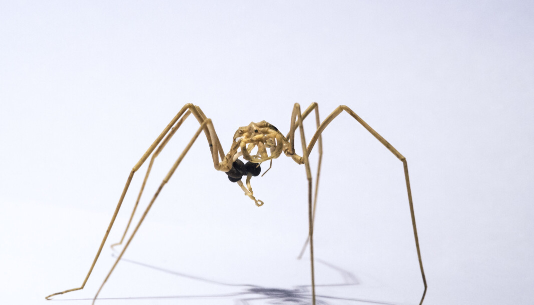 Nymphon stroemi is a seaspider. Scroll down to see more of the creatures found at the bottom of the Barents Sea. Nymphon stroemi is a seaspider. Scroll down to see more of the creatures found at the bottom of the Barents Sea.