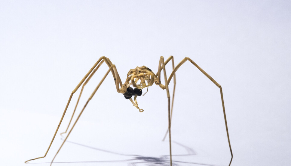 Nymphon stroemi is a seaspider. Scroll down to see more of the creatures found at the bottom of the Barents Sea.
