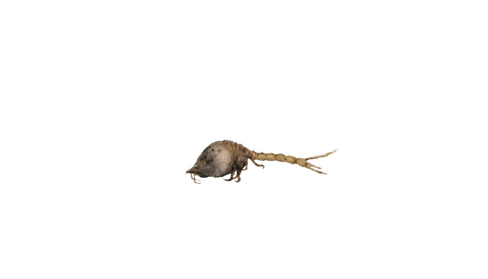 Diastylis goodsiri is a species of hooded shrimp of about 1 cm in length that lives in soft sediments in particular in the high North including the Norwegian coast, Svalbard and the central part of the Barents Sea. It is one of the larger species in this group that was when first discovered in the 1800s though to be baby shrimp. By now more than 1500 species are known globally.