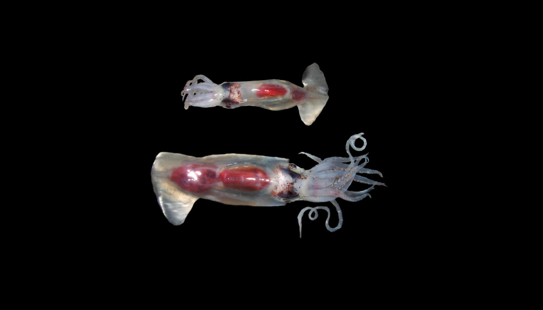 Gonatus fabricii, the Boreoatlantic Armhook Squid, is by far the most abundant squid in the Arctic and sub-Arctic North Atlantic where it spends its entire life (in contrast to other species). It forms an important prey species for certain marine mammals in particular. While squid tissue is digested quickly in stomachs, their so-called beaks resist digestion and are used to identify squid as prey and infer their body size. Morphologically, this squid has a ‘sibling’ that looks very similar, and it is common that such similarities in appearance between species confound our knowledge on distributions and specific biological traits. Gonatus fabricii, the Boreoatlantic Armhook Squid, is by far the most abundant squid in the Arctic and sub-Arctic North Atlantic where it spends its entire life (in contrast to other species). It forms an important prey species for certain marine mammals in particular. While squid tissue is digested quickly in stomachs, their so-called beaks resist digestion and are used to identify squid as prey and infer their body size. Morphologically, this squid has a ‘sibling’ that looks very similar, and it is common that such similarities in appearance between species confound our knowledge on distributions and specific biological traits.