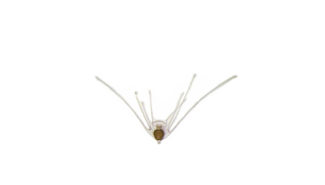 The larvae of Ophiopleura borealis (see also photo above) The larvae of Ophiopleura borealis (see also photo above)