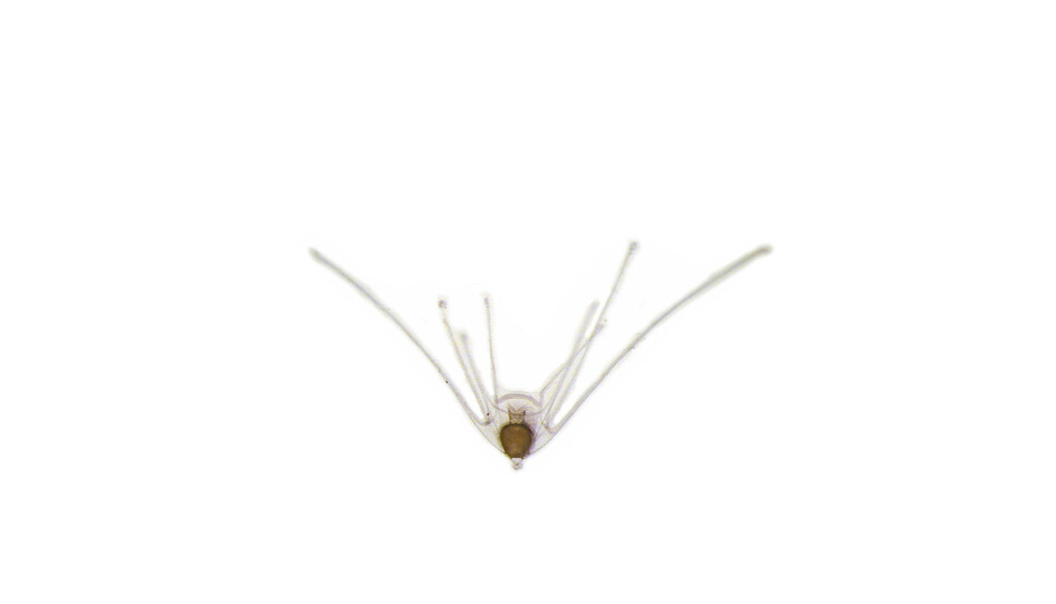 The larvae of Ophiopleura borealis (see also photo above)