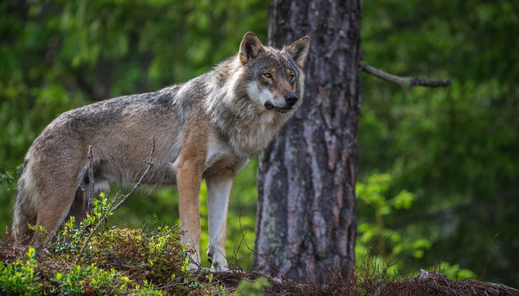 “Overall, the proposals from the Labour Party and the Progress Party reflect a desire to tighten the law so more predators can be shot, especially wolves,” says social scientist Ketil Skogen. He studies conflicts over the use of nature and attitudes towards large predators. “Overall, the proposals from the Labour Party and the Progress Party reflect a desire to tighten the law so more predators can be shot, especially wolves,” says social scientist Ketil Skogen. He studies conflicts over the use of nature and attitudes towards large predators.