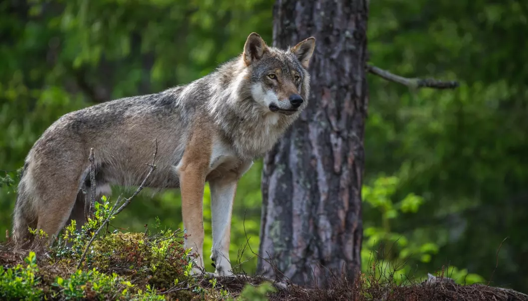 “Overall, the proposals from the Labour Party and the Progress Party reflect a desire to tighten the law so more predators can be shot, especially wolves,” says social scientist Ketil Skogen. He studies conflicts over the use of nature and attitudes towards large predators.