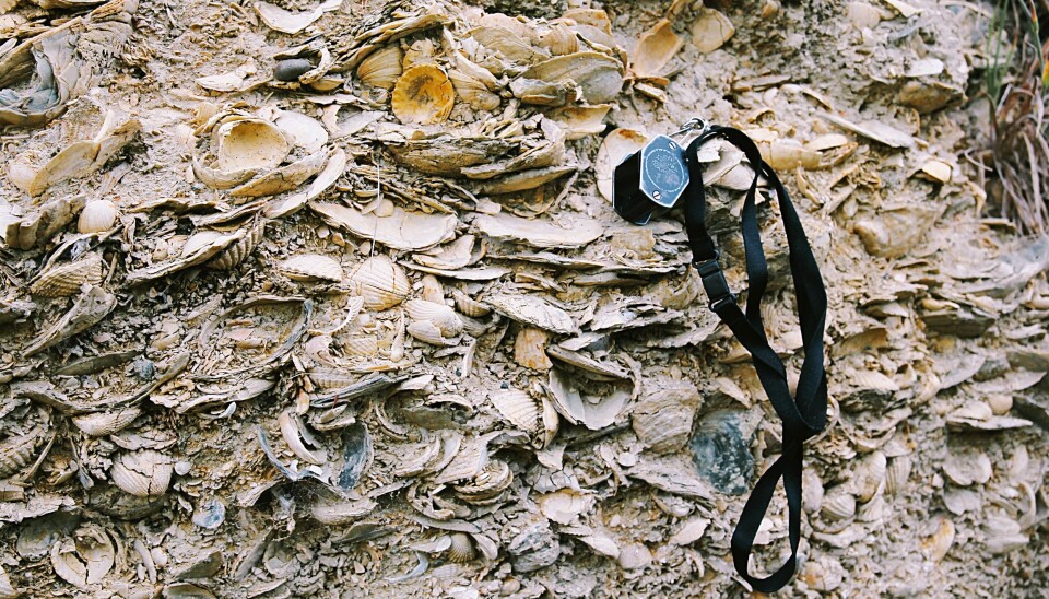 Fossils can tell scientists about what life on Earth looked like in the past. The picture shows two million year old fossils of marine organisms found on an expedition to New Zealand.