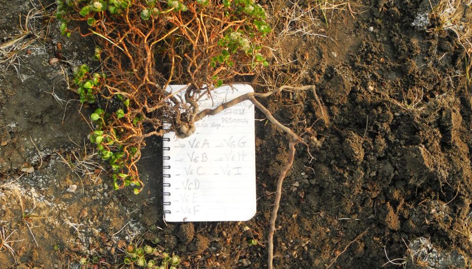 Le Moullec’s small notebook provides a perspective on the size of the polar willow, Salix polaris, which she excavated as a part of her study.