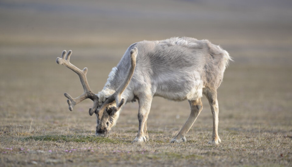 A Svalbard reindeer grazing on a polar willow.