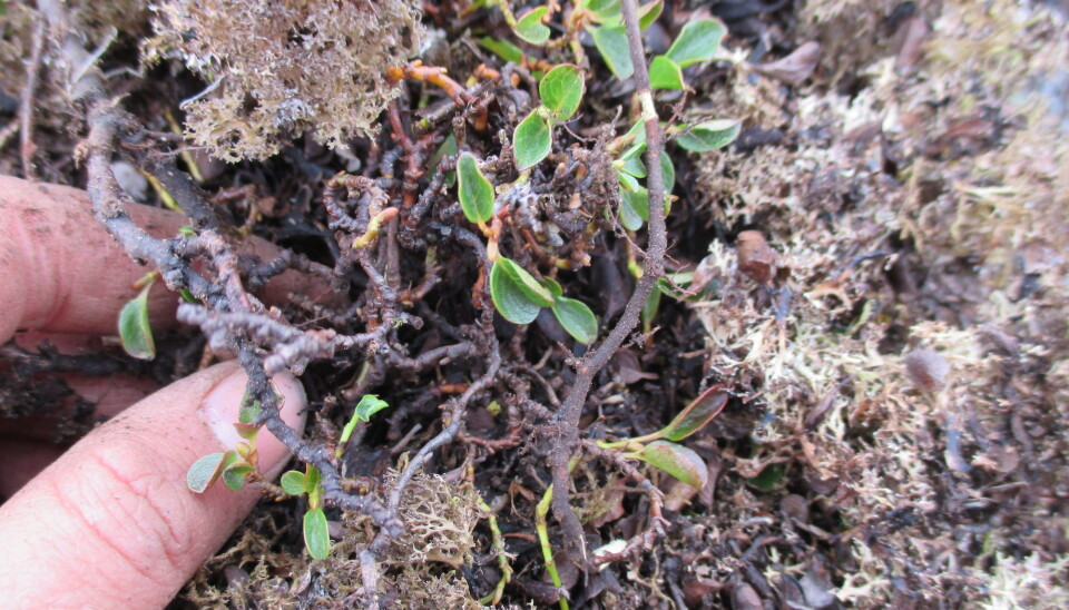 An arctic willow is a little bit like an iceberg — most of it is invisible, in this case, underground.