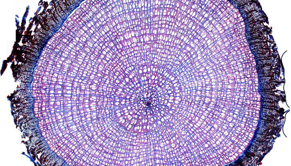 Where science really does become art: a magnified cross-section of an arctic willow, stained purple so that researchers could count growth rings. This actual image is made up of 70 different images from different parts of the cross section.