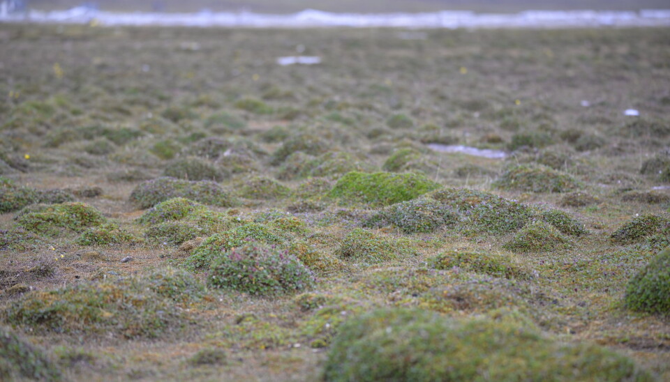 The Svalbard landscape, composed of a miniature forest of tiny polar willows.