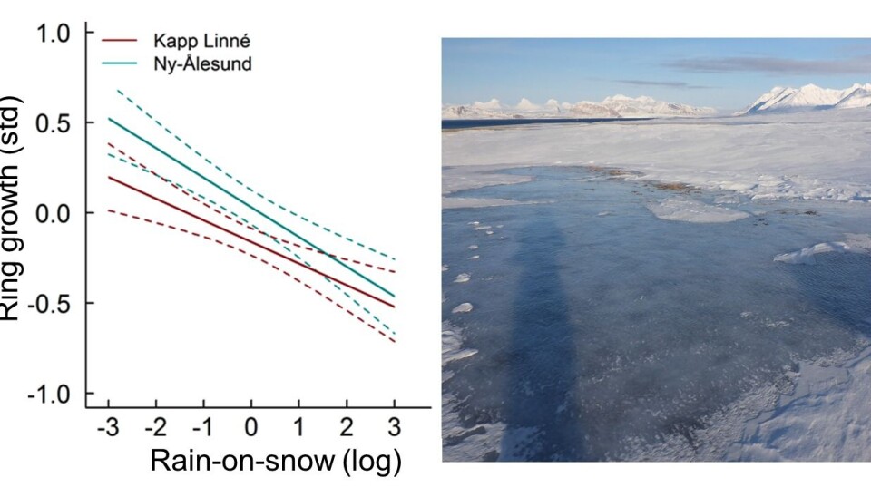 The graph shows how polar willow growth decreases with increasing amounts of rain-on-snow events. The picture to the right shows why: rain-on-snow events encase the willows with an impenetrable layer of ice.