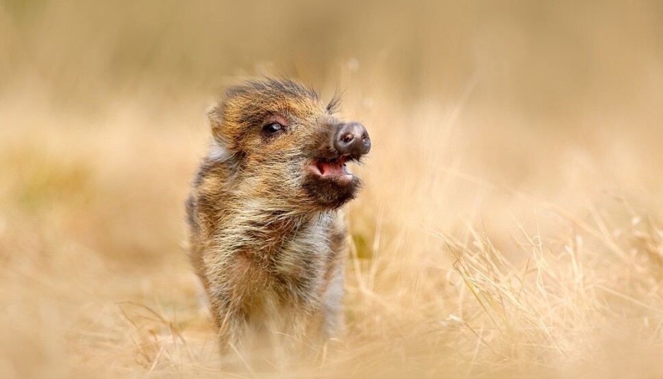 Wild boar males that grew rapidly actually had lower mortality due to both hunting and natural causes.