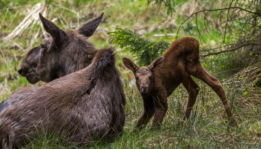 Feeding a calf requires a lot of energy from mama moose. Feeding a calf requires a lot of energy from mama moose.