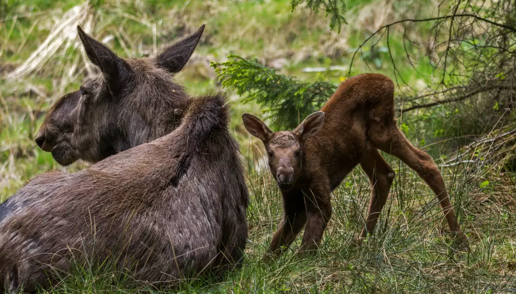 Feeding a calf requires a lot of energy from mama moose.