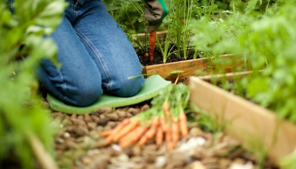 It has become popular for Norwegians to grow their own vegetables and herbs.