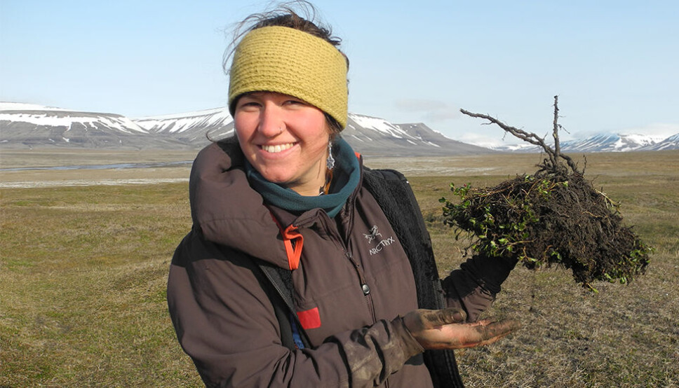 Morgan Bender (pictured) helped Mathilde Le Moullec excavate polar willows during the summer of 2015 on Svalbard. The little arctic shrub that is an important component of the diet of Svalbard reindeer.