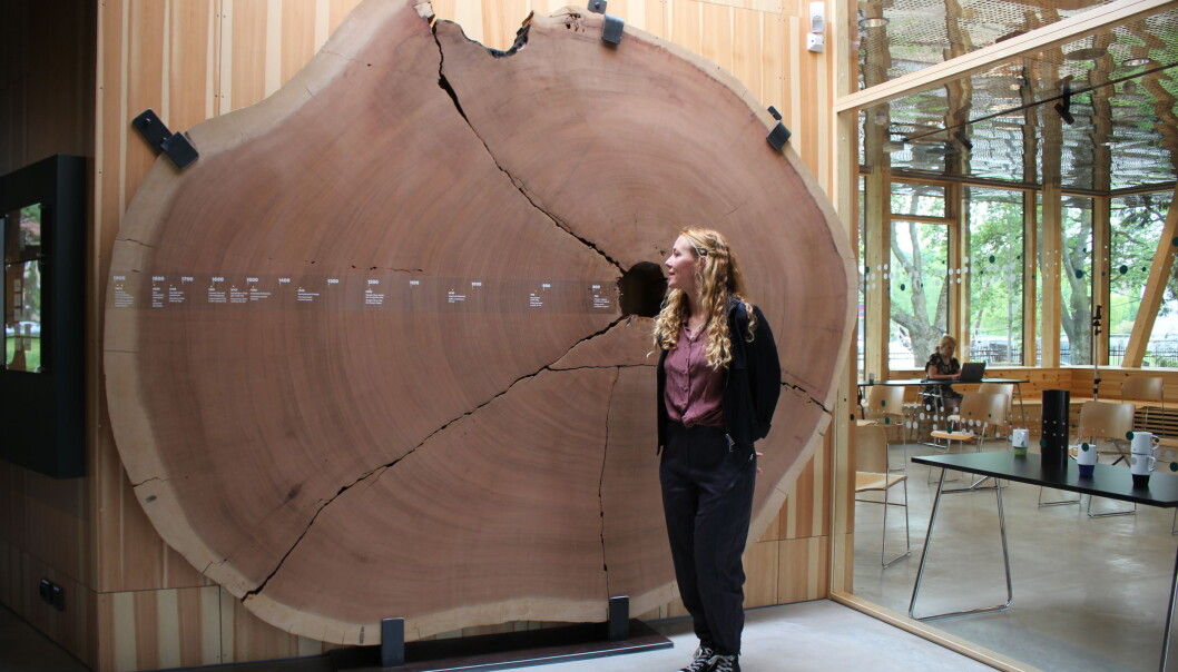 The first thing you encounter upon entering the Climate House is a slice of a tree that is 1300 years old. The giant sequoia was given as a gift to the Botanical Garden from California. Giant sequoias, which are the largest tree in the world, can live to be 3800 years old. The first thing you encounter upon entering the Climate House is a slice of a tree that is 1300 years old. The giant sequoia was given as a gift to the Botanical Garden from California. Giant sequoias, which are the largest tree in the world, can live to be 3800 years old.