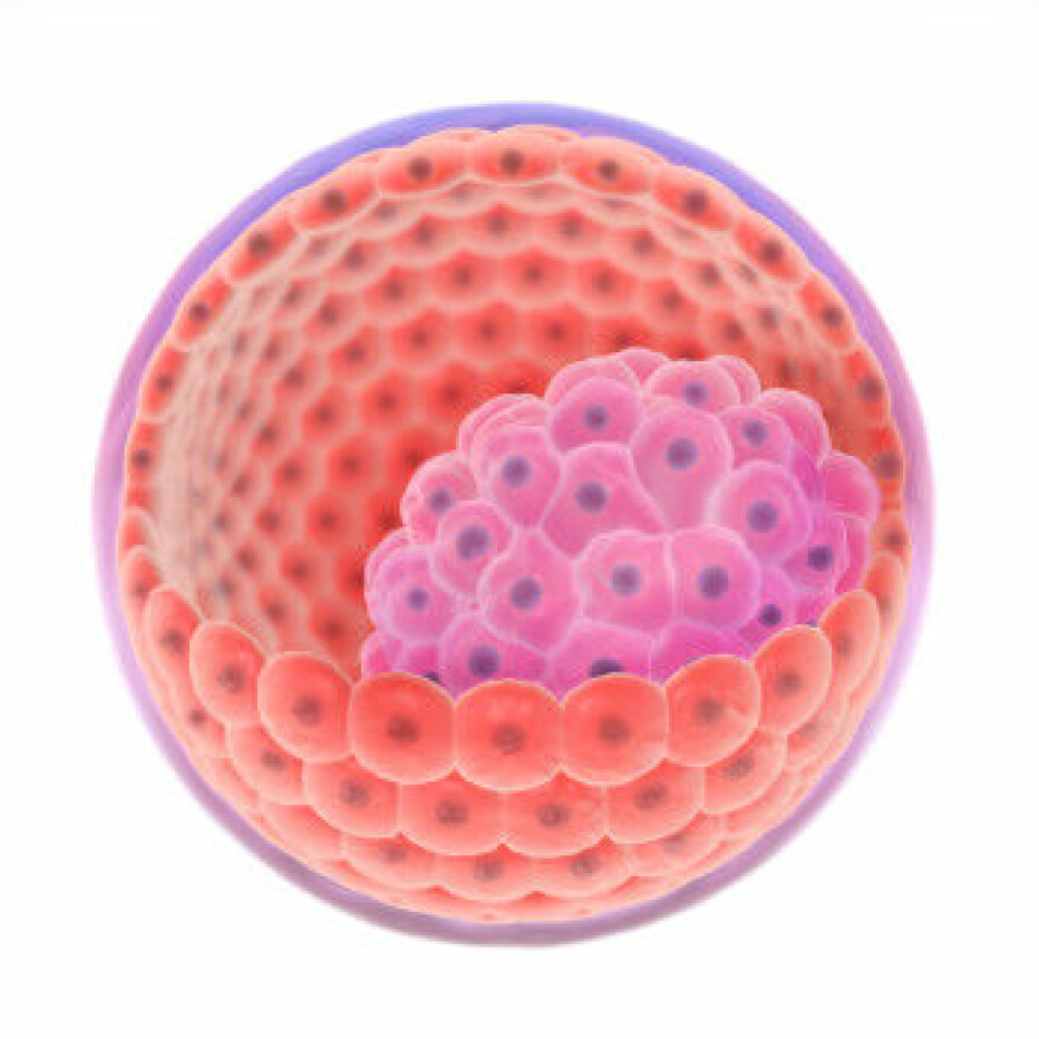 Within five to six days after an egg is fertilized, the cells in the embryo have already begun to specialize. The innermost cells (pink) become the foetus, while the outermost cells (orange) develop into the placenta.