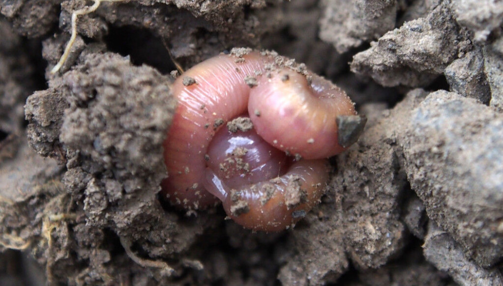 Earthworms mix organic matter into the soil. When it is winter or the soil is dry, the worms roll into a ball. Earthworms mix organic matter into the soil. When it is winter or the soil is dry, the worms roll into a ball.